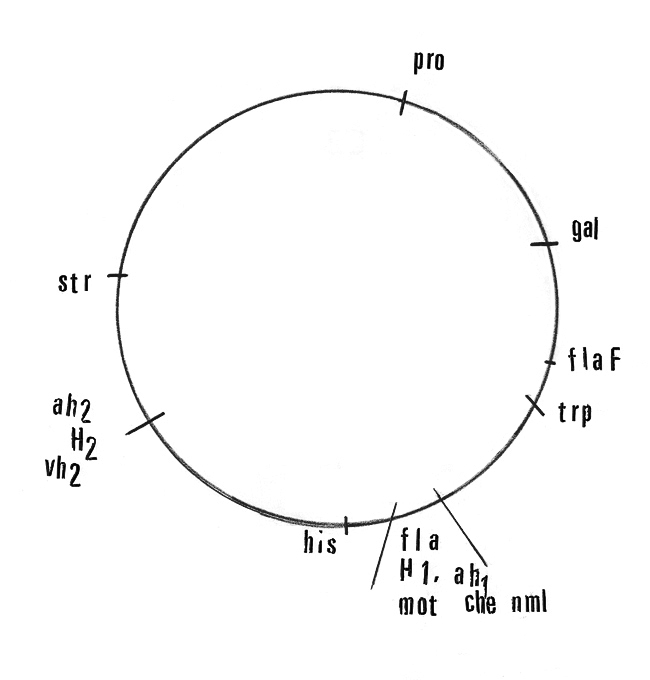 plasmid map 1